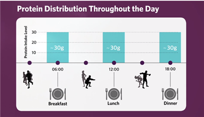 Protein Distribution Throughout the Day